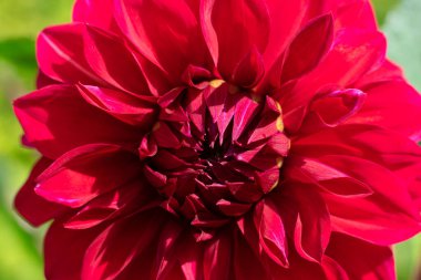 Güneş ışığını kapat, kırmızı yıldız çiçeği çiçek açan bitki. Bulanık yeşil bokeh arka planda çok sayıda kırılgan taç yaprakları var.