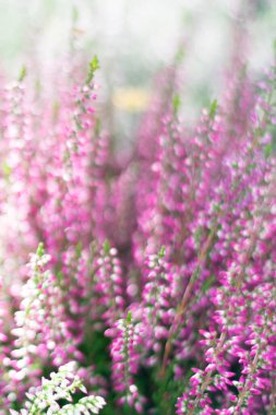 Dikey pastel tonlu bulanık Erica çiçeklerinin parlak güneş ışığı altında Bokeh etkisi ile bulanık görünümü. Çiçek açan küçük çalı çiçekleri