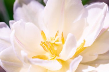 Pembe tonlarda bahar çiçeğinin tonlu fotoğrafı. Yumuşak yapraklı beyaz laleden yapılmış çiçek arkaplanı