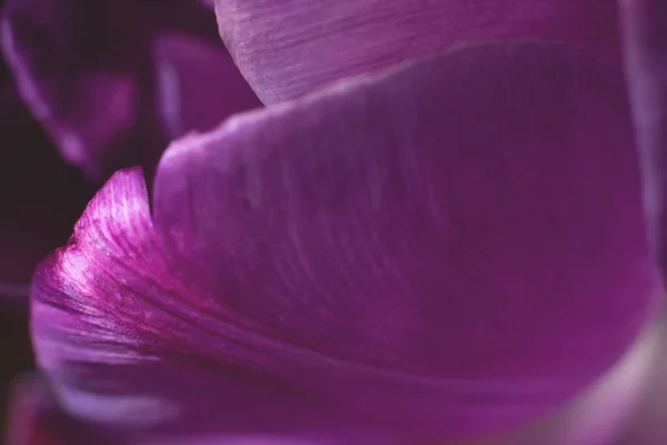 Toned Macro Petal Floral Background Single Petal Photo Purple Tulip — Stock Photo, Image