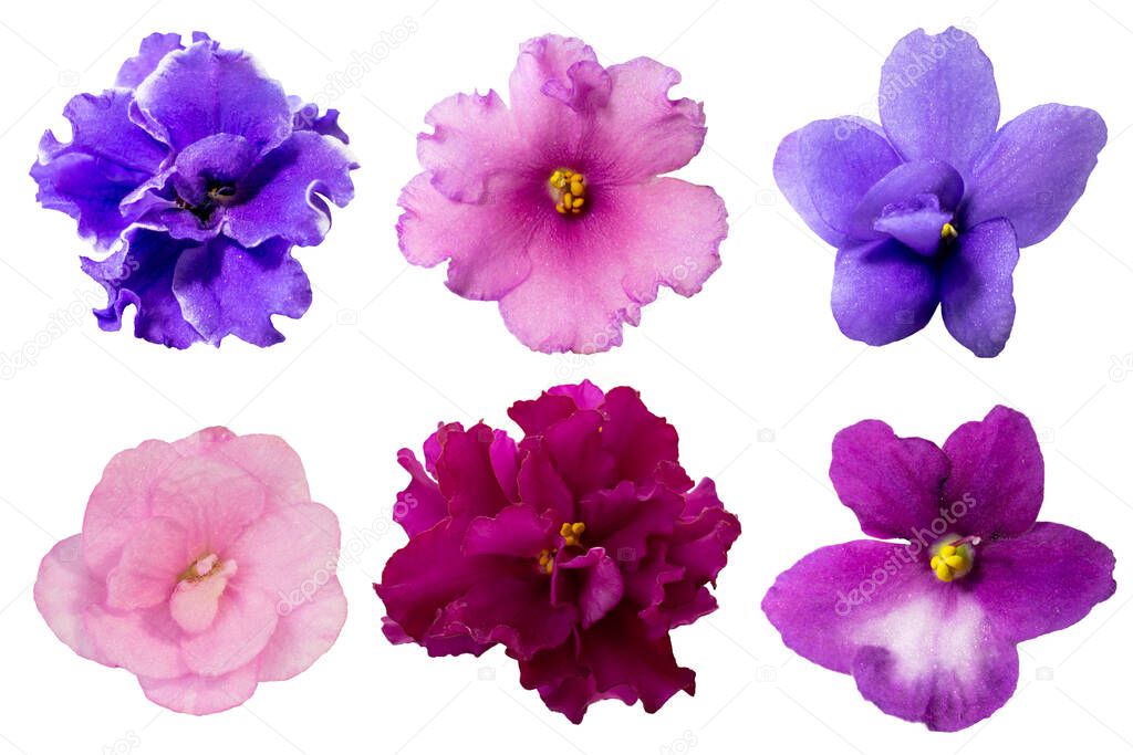 Set of isolated african violet flowers, colorful different floral design elements