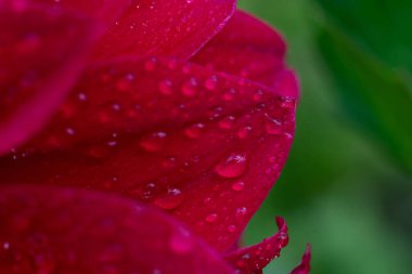 Üzerinde bir sürü su damlası olan kırmızı yapraklardan yapılmış canlı bir fon. Makro fotoğrafı kapat
