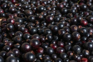 Bir sürü taze toplanmış, lezzetli, ıslak, siyah frenk üzümü aromalı çilek deseni. Yaz güneşi