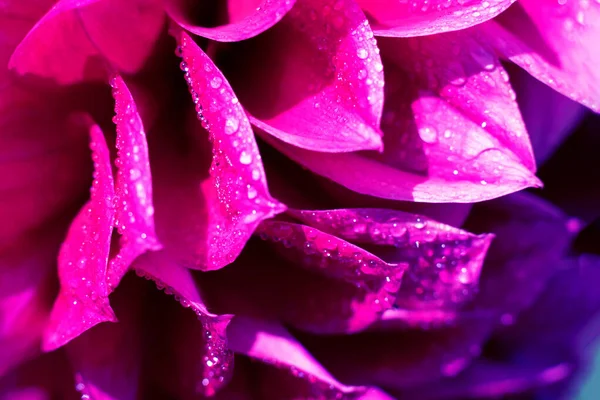 Αντηλιακά Λεπτά Πέταλα Υγρού Ανθισμένου Λουλουδιού Μικροσκοπικές Σταγόνες Νερού Πάνω — Φωτογραφία Αρχείου