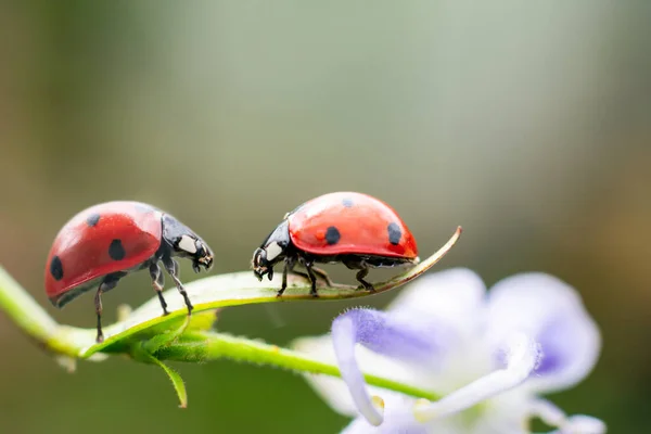 Couple Red Tiny Ladybugs Fragile Flower Looking Each Other Climbing — Stock Photo, Image