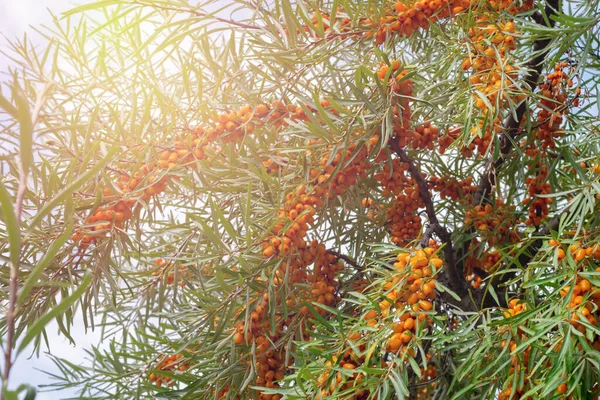 Karabatak Ağacı Dalları Gün Işığında Olgunlaşmış Küçük Meyvelerle Doludur Kırsal — Stok fotoğraf