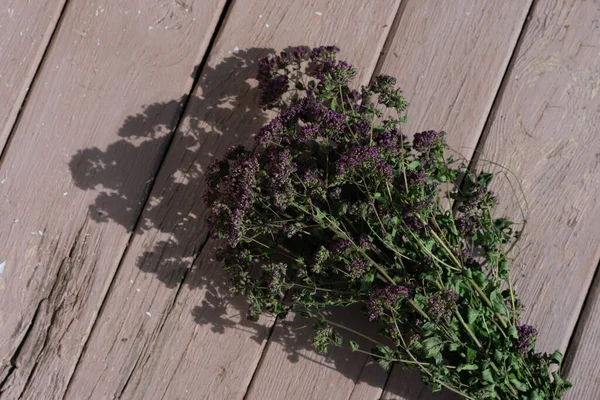 Medical Herbs Alternative Medicine Bunch Garden Blooming Oregano Plants Lying — Stock Photo, Image