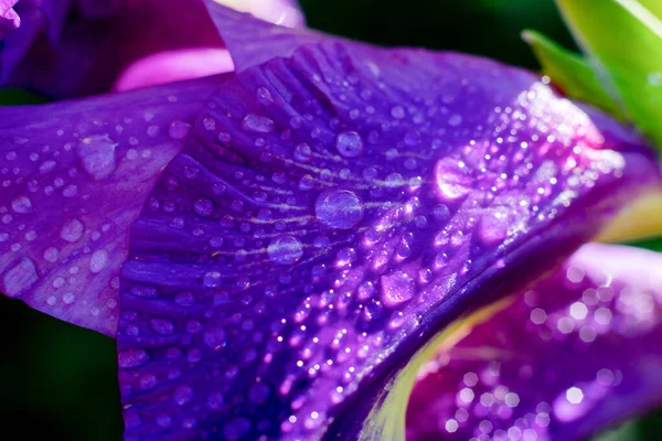Κοντινό Υγρό Λιλά Χρώμα Γλαδιόλα Λουλούδι Στο Φωτεινό Φως Του — Φωτογραφία Αρχείου