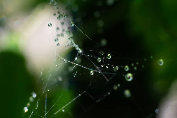宏观照片上的湿蜘蛛网上有许多圆圆的小露水滴 绿色模糊的背景 Bokeh — 图库照片