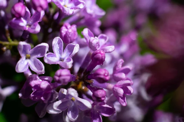 Flores Lilás Bonitas Molhadas Coloridas Roxas Flor — Fotografia de Stock