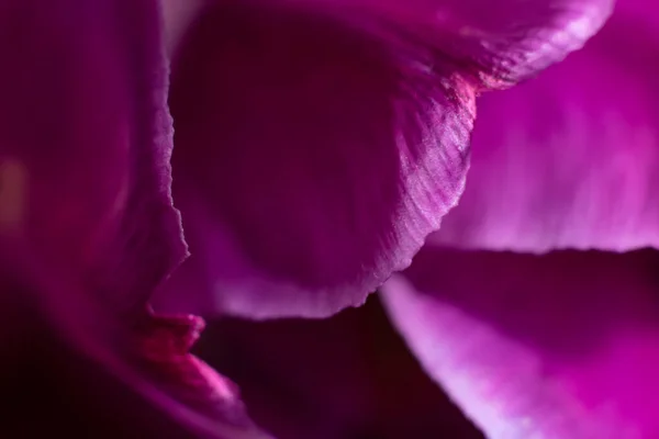 Квітковий Фон Рожеві Тюльпани Крупним Планом Макро Пелюстки Фіолетових Тюльпанів — стокове фото