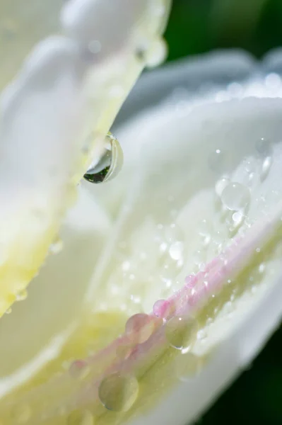 Photo Verticale Pétales Tulipes Blanches Humides Avec Minuscules Gouttes Eau — Photo