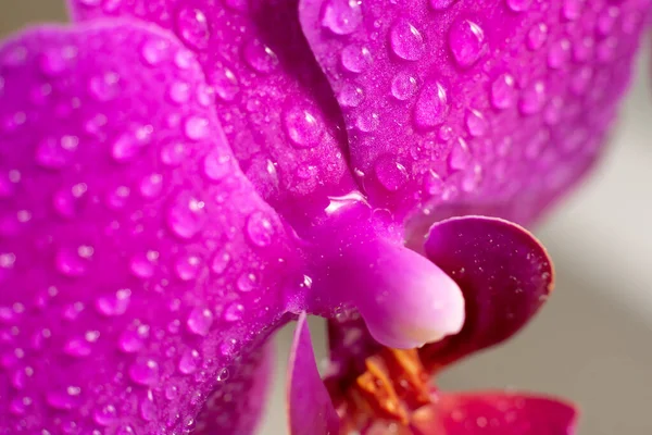 Vista Perto Belas Flores Orquídea Cor Magenta Brilhante Cultivo Orquídeas — Fotografia de Stock