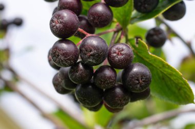 Boğaz üzümü çalılığını yakından çek. Gün ışığında bir grup siyah Aronia üzümü. Kırsal alanda mevsimlik böğürtlen hasadı