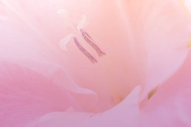 Gradyan renkli bitki örtüsü makrodan yapılmış. Pembe ve sarı renkli makro çiçekleri kapatıyoruz.