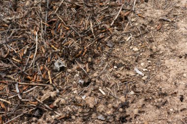 Pek çok koşan karınca yerde koşturuyor, makro