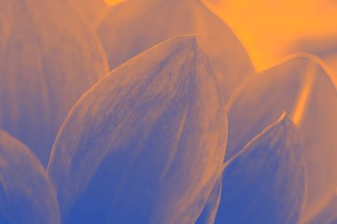 Narin çiçek yaprağından yapılmış botanik arkaplanı. Filtreli tonlanmış makro çiçek fotoğrafı. 