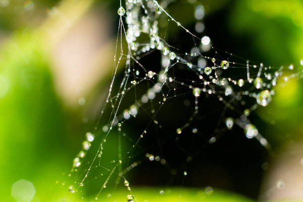 Wet spider web with lots of small glowing water droplets on it. Blurred foliage background