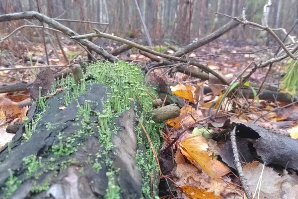 Cladonia Fimbriata Olarak Bilinen Küçük Orman Yosunu Ağaç Kabuğunda Yetişiyor — Stok fotoğraf