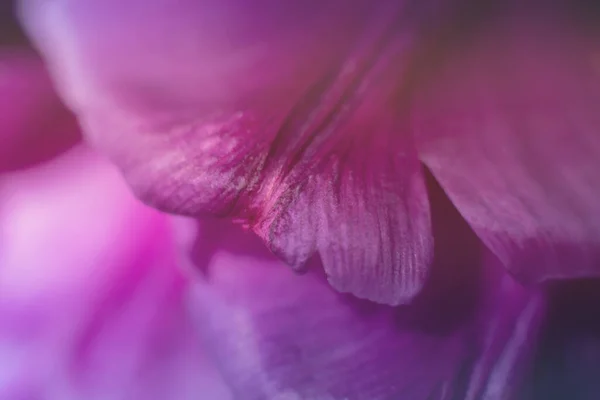Розмитий Ботанічний Фон Ніжними Фіолетовими Пелюстками Квітки Тюльпанів Макро Фотографії — стокове фото