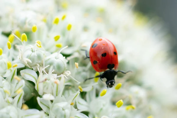 Little Red Lady Bug Lady Bird Black Dots Walking Tiny — Stock Photo, Image