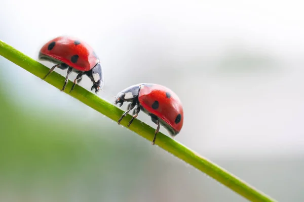 Two Red Ladybug Looking Each Other Couple Ladybirds Insect Climbing — Stock Photo, Image