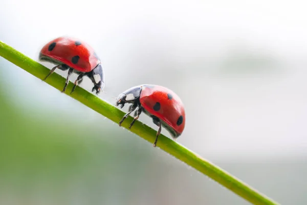 무당벌레 마리가 있습니다 식물에 기어오르는 무당벌레 마리가 사랑의 관계에 — 스톡 사진