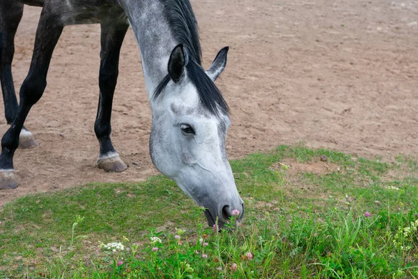 Geflecktes Pferd Mit Dünnen Beinen Das Frei Tritt Und Grünes — Stockfoto