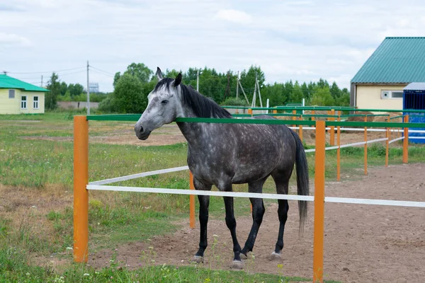 Φιλεύσπλαχνο Νεαρό Άλογο Στέκεται Στο Εσωτερικό Του Αγροτικού Paddock Άλογο — Φωτογραφία Αρχείου