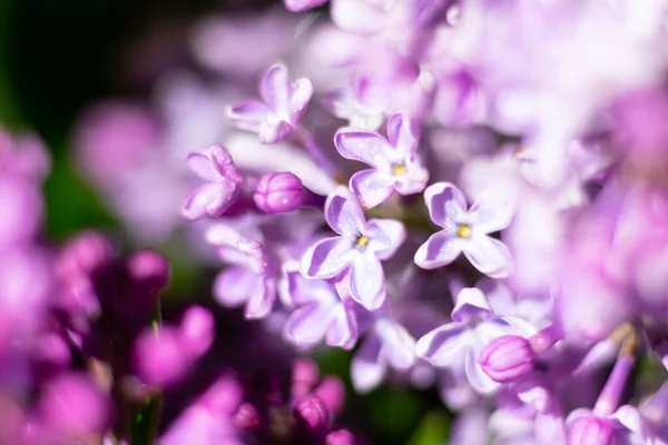 Flores Lilás Roxas Fundo Escuro Primeiras Flores Primavera — Fotografia de Stock