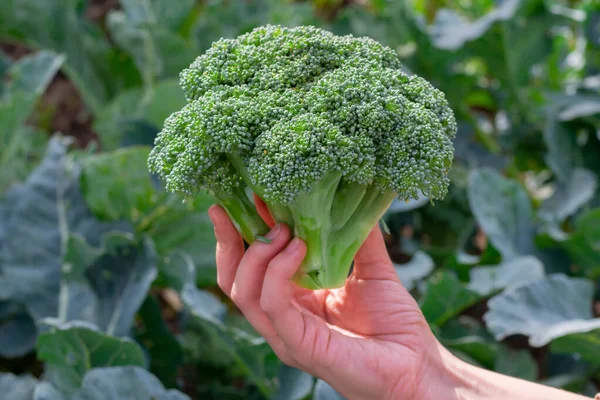 Chou Fleur Brocoli Vert Fraîchement Coupé Dans Main Des Jeunes — Photo