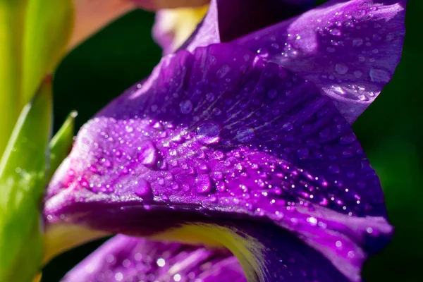 Macrophotography Bright Wet Purple Gladiolus Large Water Dew Droplets Garden — Stock Photo, Image