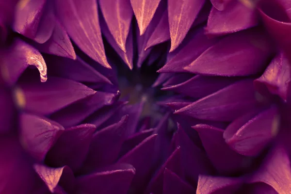 Close Macro Photo Fragile Dahlia Core Flower Center — Stock Photo, Image