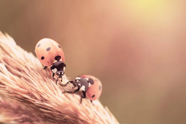 Twee Kleine Lieveheersbeestjes Dicht Bij Elkaar Spicaplant Felle Zonnestralen Als — Stockfoto