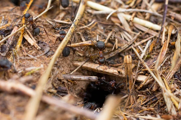 Lubang Sarang Semut Dan Banyak Berlari Semut Sekitar — Stok Foto