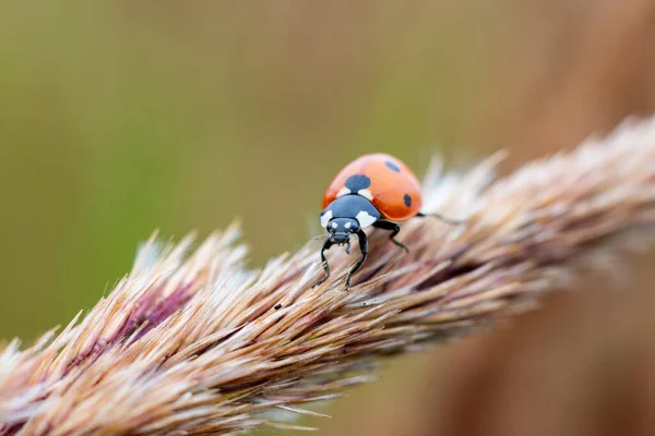 Ladybird Bug Red Colored Black Dotted Bush Grass Weed Plant — Stock Photo, Image