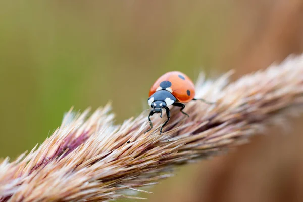 Joaninha Bug Vermelho Colorido Preto Pontilhado Arbusto Planta Erva Daninha — Fotografia de Stock