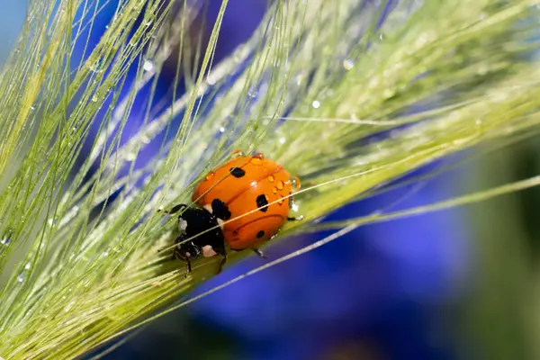 Lady Bug Grama Decorre Com Pequeno Brilho Sol Água Dops — Fotografia de Stock