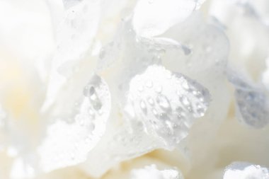 Parlak güneş ışığında bir sürü beyaz, ıslak makro taç yaprakları. Romantik bitki örtüsü arkaplanı