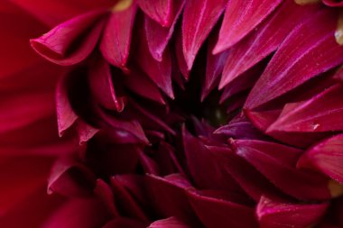 Dahlia çekirdeği. Bahçe mevsiminin en narin taç yaprakları. Doğal arkaplan 