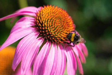 Kürklü çizgili yaban arısı mor coneflower üzerinde polen topluyor, çiçek açan ekinezya çiçeğinin bulanık bokeh etkisine sahip makro fotoğrafı
