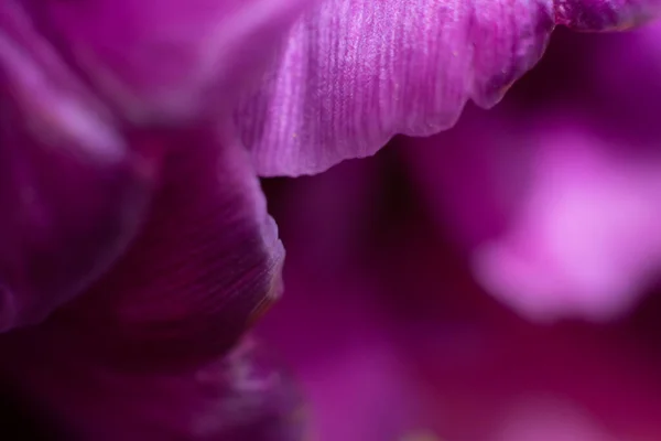 Fundo Floral Borrado Feito Delicadas Flores Tulipa Violeta Extremamente Perto — Fotografia de Stock
