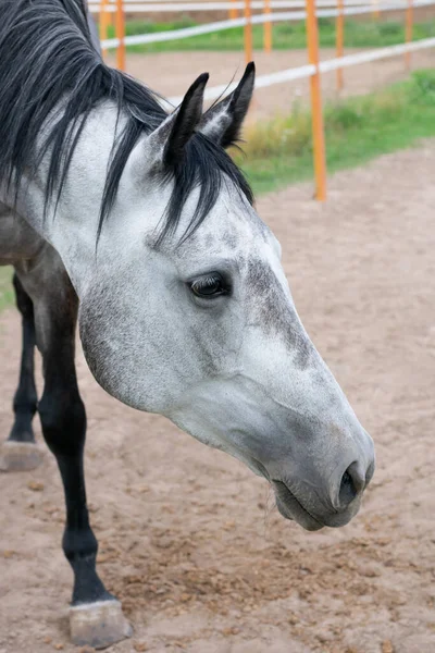 Close Vertical Retrato Cavalo Dappled Dentro Paddock Quintal Rural — Fotografia de Stock