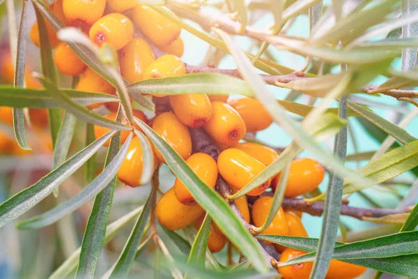 Deniz Karabatağı Portakalı Olgun Meyveler Yeşil Ince Yapraklar Üzerinde Mevsimlik — Stok fotoğraf