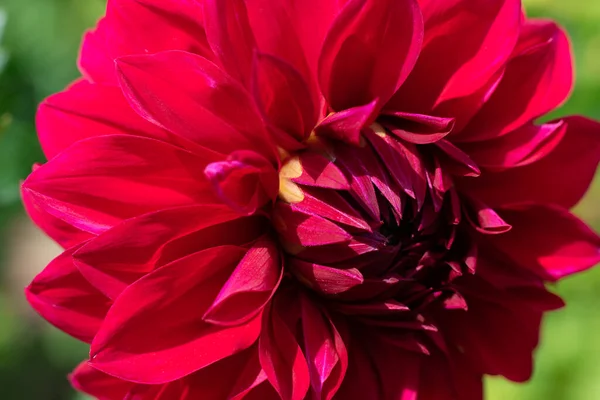 Close Sunlit Red Fragile Dahlia Blossoming Plant Lots Petals — Stock Photo, Image
