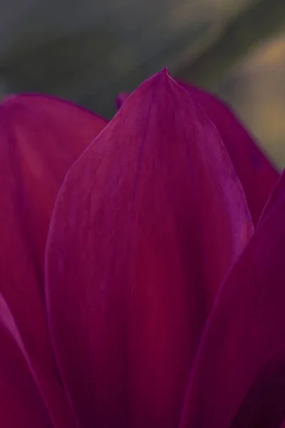 Макро Фотографія Делікатного Пелюстки Вертикальний Квітковий Фон Фотофільтром Елементом Дизайну — стокове фото