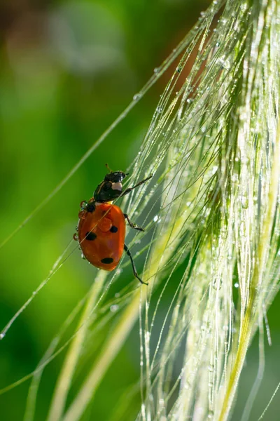 Vertical Format Little Red Dotted Lady Bug Climbing Glowing Sunlit — Stock Photo, Image