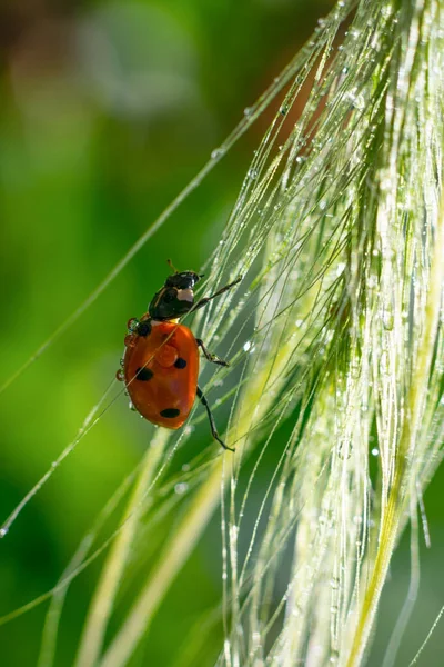 Formato Vertical Pequeno Bug Senhora Pontilhado Vermelho Está Subindo Brilhando — Fotografia de Stock