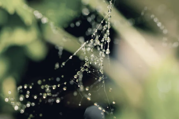 Natural Background Wet Webcob Macro Water Drops Thin Threads Spider — Stock Photo, Image