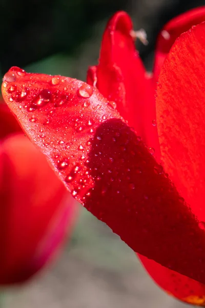 Вертикальный Формат Фото Красного Тюльпана Качестве Цветочного Фона Много Маленьких — стоковое фото